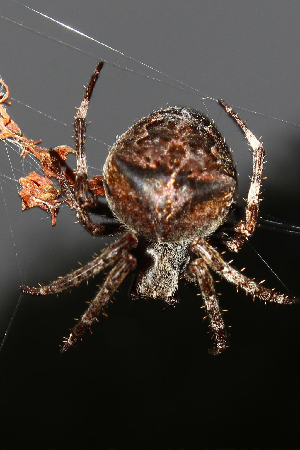 Araneus angulatus - Monte Cornua (GE)